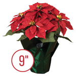 9" Poinsettia Pre-Order 2024